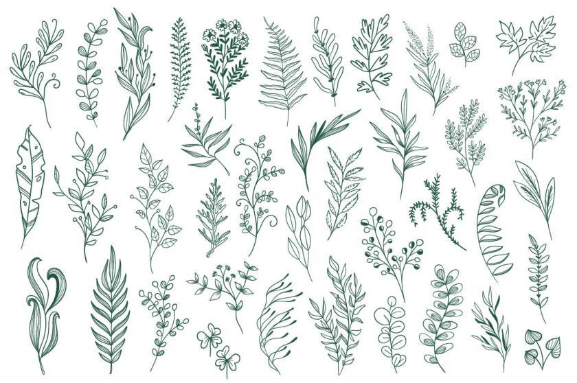 25xt-126164 CollectionHandDrawnFloralDecorativeElementz11.jpg