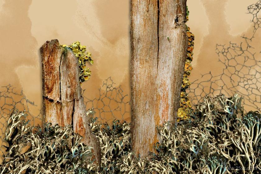 25xt-484556 NaturalBackgroundsVol3z4.jpg