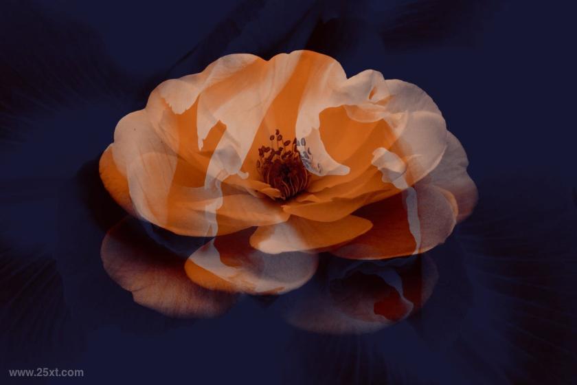 25xt-710369 ElegantFlowerBrushesforPhotoshopz3.jpg