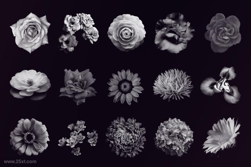 25xt-710369 ElegantFlowerBrushesforPhotoshopz4.jpg