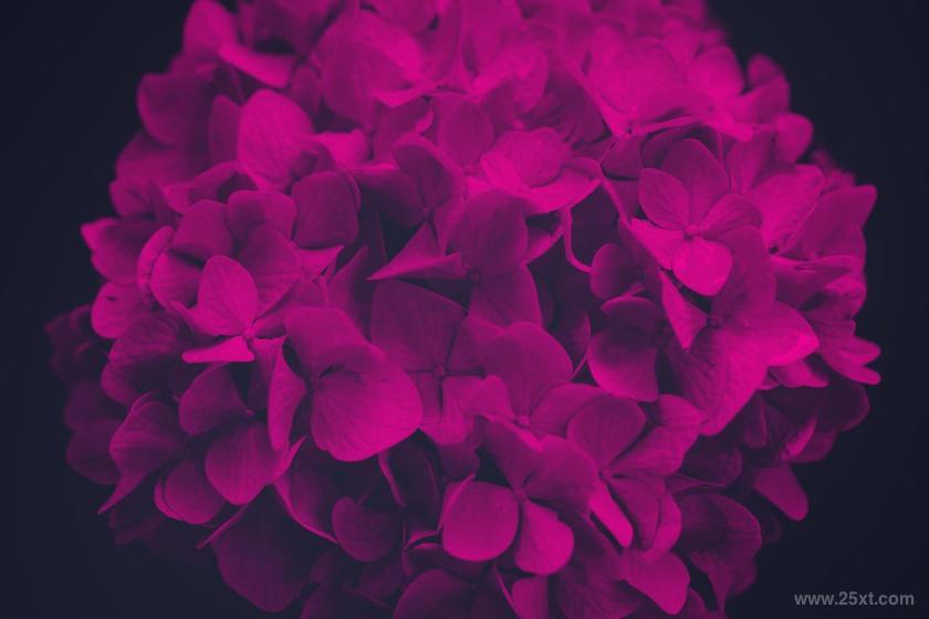 25xt-710369 ElegantFlowerBrushesforPhotoshopz5.jpg