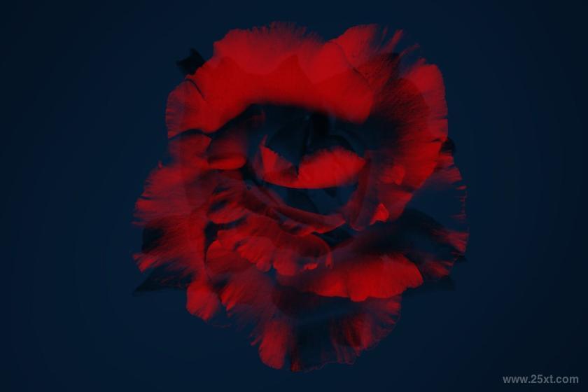 25xt-710369 ElegantFlowerBrushesforPhotoshopz7.jpg