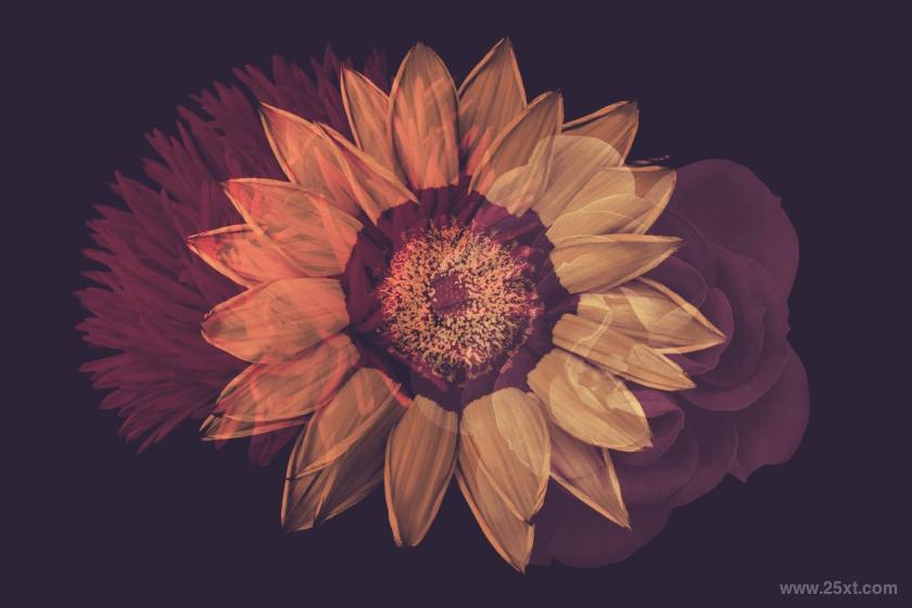 25xt-710369 ElegantFlowerBrushesforPhotoshopz8.jpg