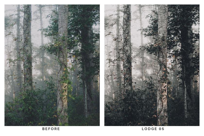 25xt-710028 20MoodyForestLightroomPresetsandLUTsz5.jpg