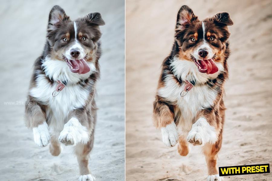 25xt-171330 ARTA---Love-Dogs-Presets-for-Lightroomz4.jpg