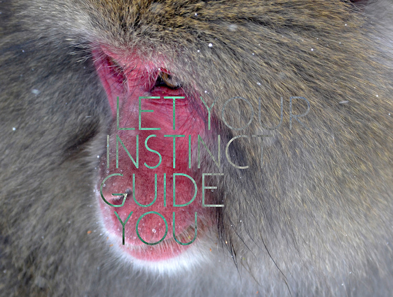 Baboon Round 8.jpg