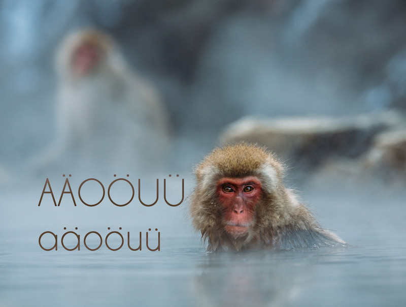 Baboon Round 9.jpg