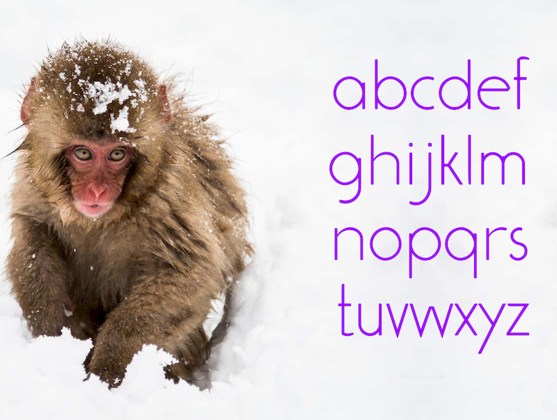 Baboon Round 5.jpg