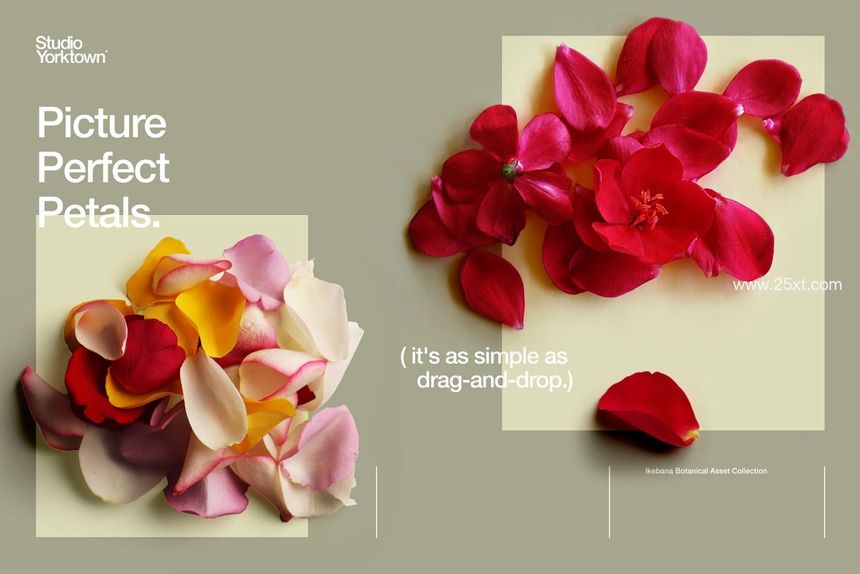 25xt-485786-Ikebana Botanical Asset Collection4.jpg