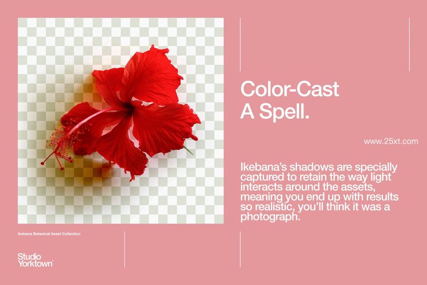 25xt-485786-Ikebana Botanical Asset Collection7.jpg