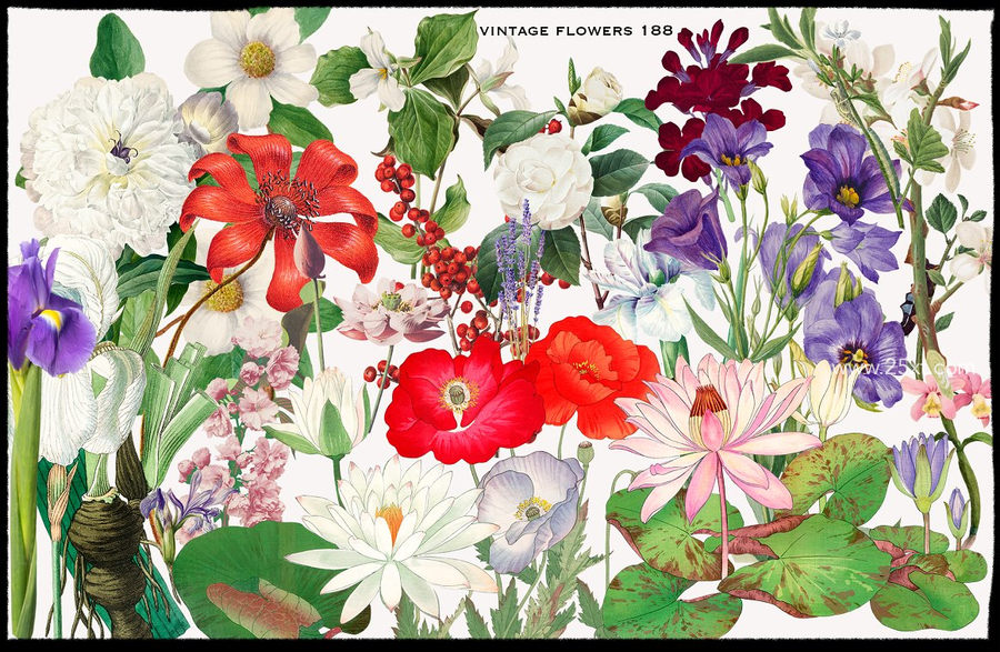 25xt-173044-1900+ Ultimate Collage Elements13.jpg